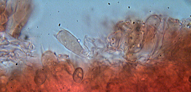 Inocybe??? dal giardino di Paolofon